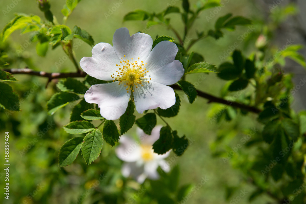 Fototapeta premium Sommerblumen im Freien