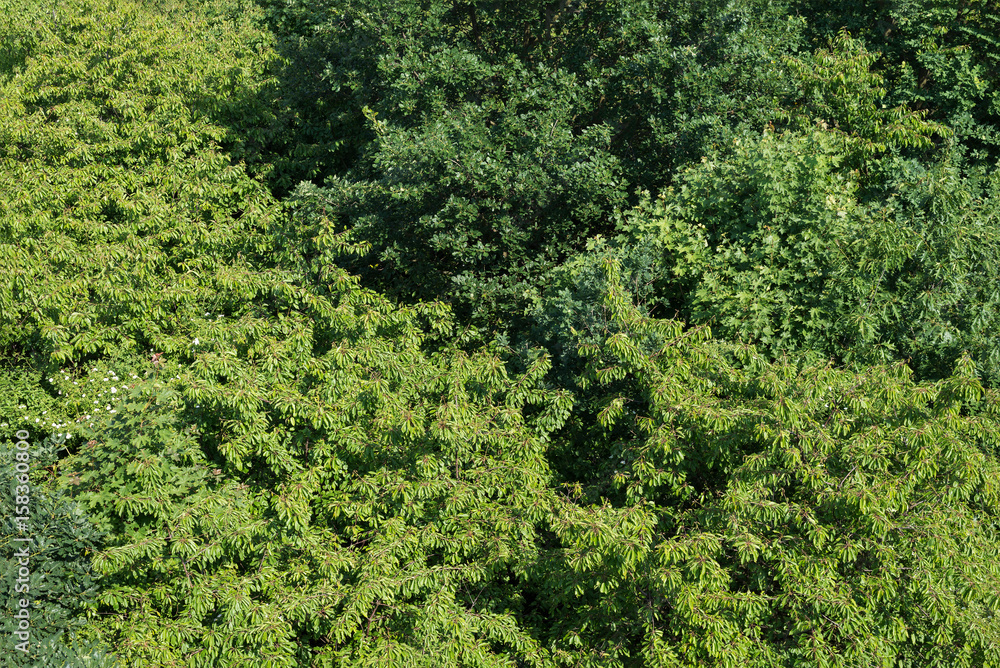Treetops aerial top view green tree forest different species cultivar background texture sustainable conservation Treetops aerial top view green tree forest different species cultivar background texture sustainable conservation