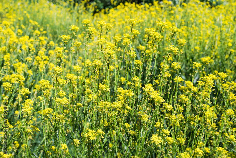 Field rapeseed flower yellow oil plant blossom detail canola crop meadow background
