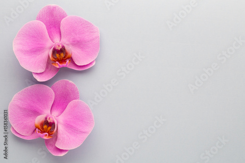 Pink beautiful orchid on colored background.