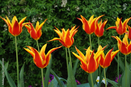 tulipes, paris