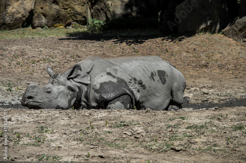 Rhino resting in a mud