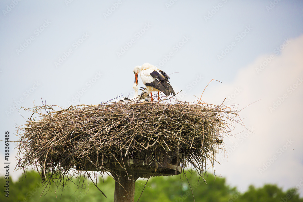 Fototapeta premium Maman cigogne qui nourrit ses petits cigogneaux