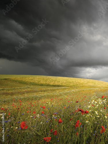 Before the storm, gold field, and poppies - Poland , Malbork