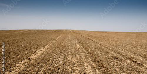 Meadow wheat field ready for cultivation