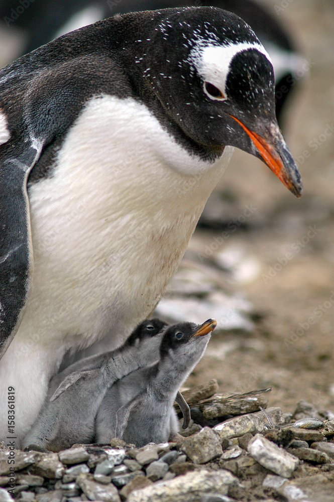 Naklejka premium Eselspinguin mit zwei Küken im NestSealion Island (XXII)