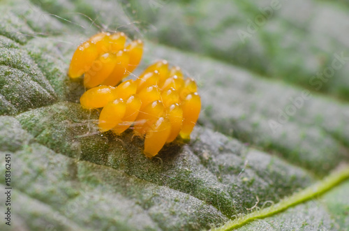 Yellow eggs of a Colorado beetle close-up photo