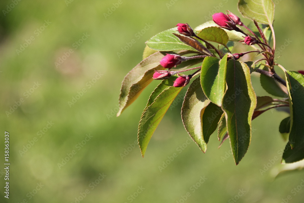 Obraz premium Pink buds on the Apple tree