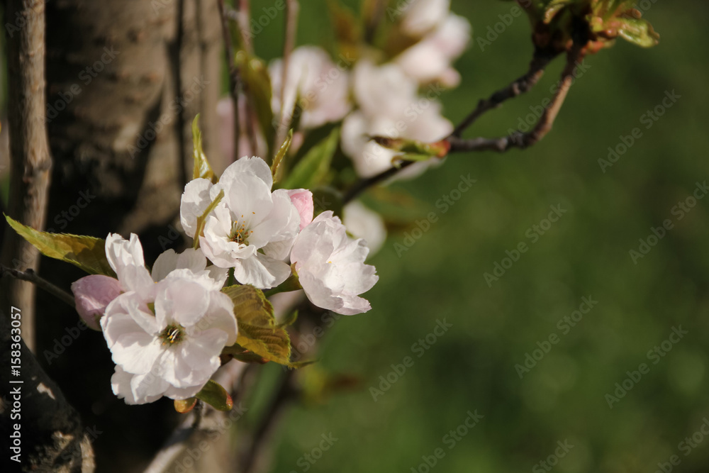 Blooming Sakura Blooming Sakura