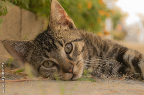 tabby kitten photo