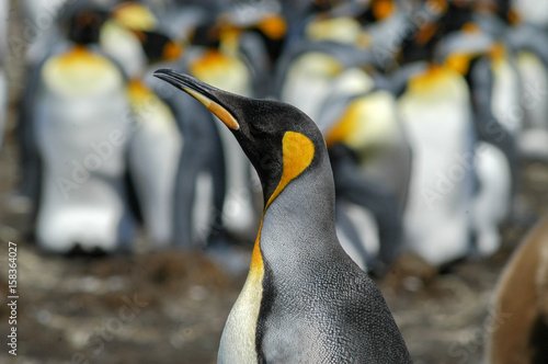 Königspinguine auf der Ostinsel der Falklands