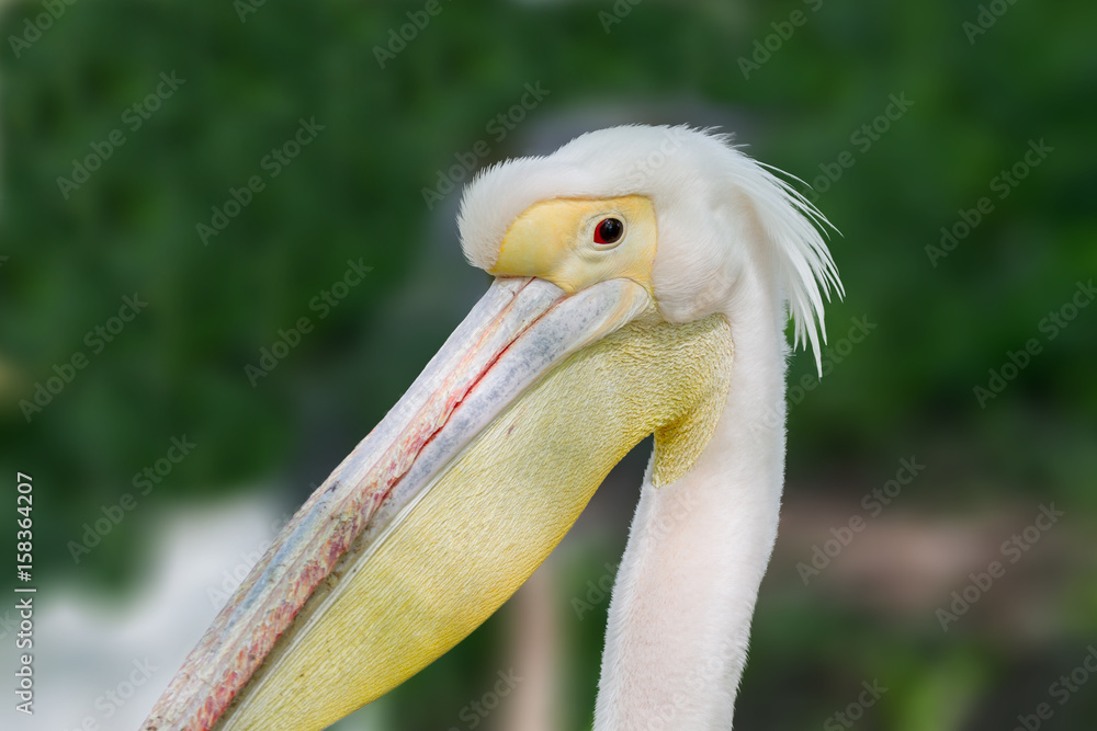 animal head of a beautiful pelican bird
