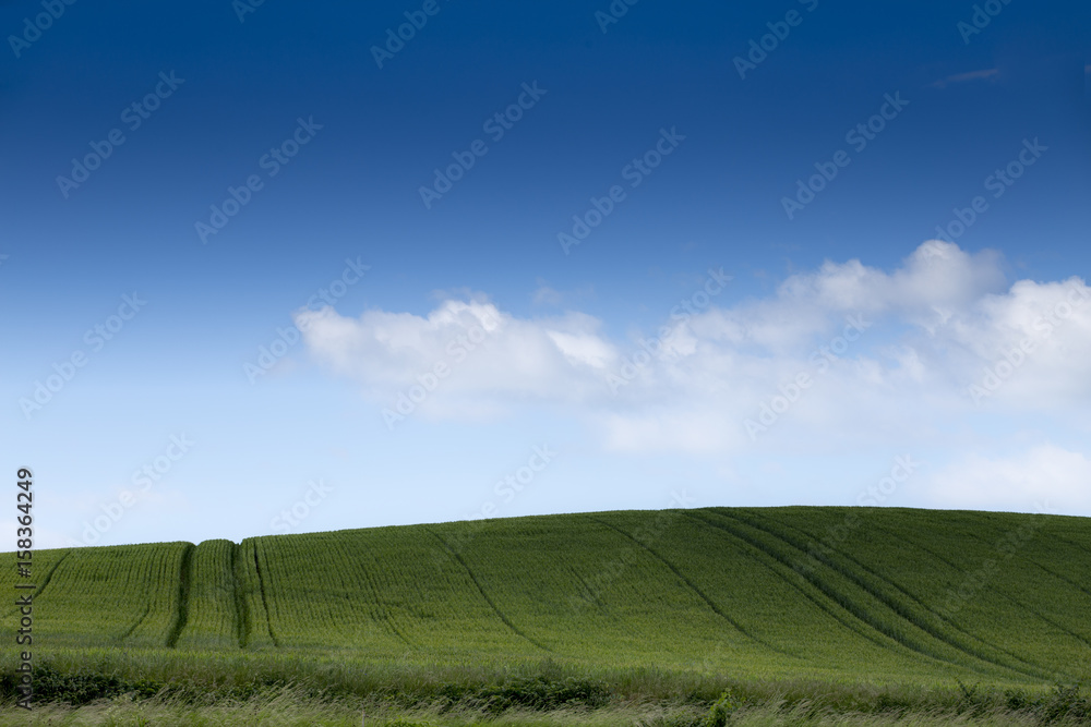 Green field with blue cloudy sky