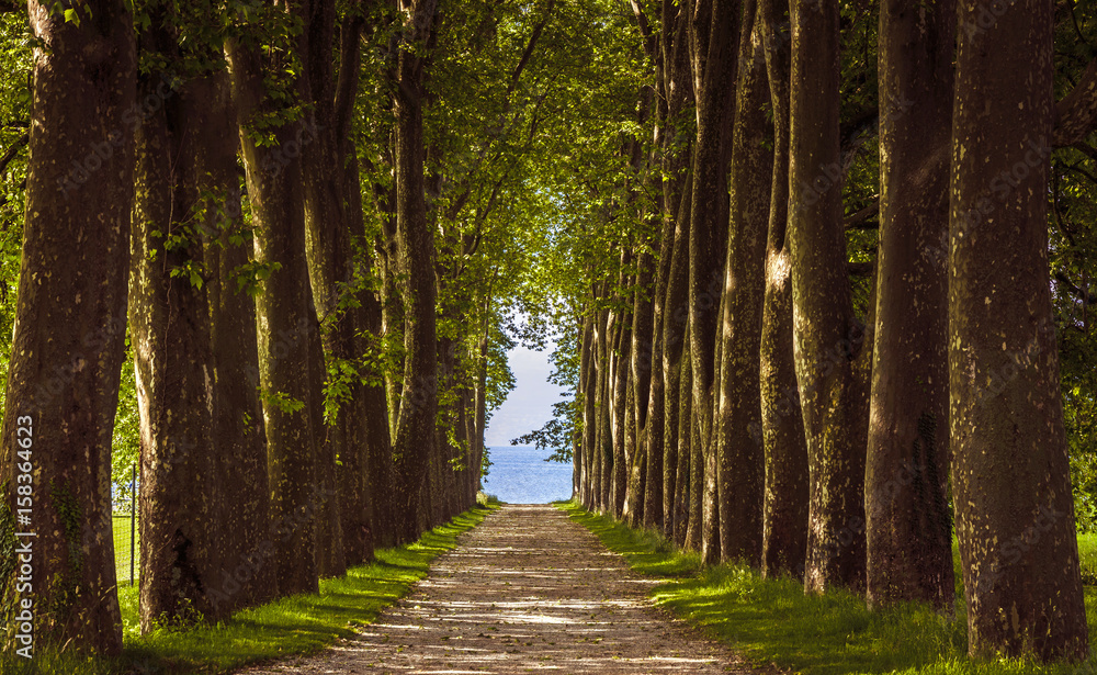 Fototapeta premium Avenue of trees, Lausanne Switzerland