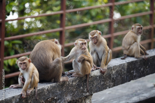 Family of monkeys © Youlaangel