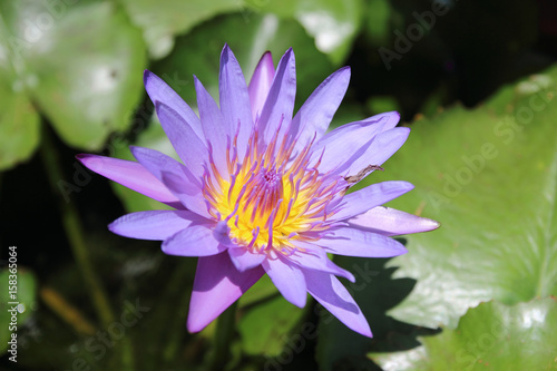 Lotus in the pond.lotus flowers in the pond is in full bloom.