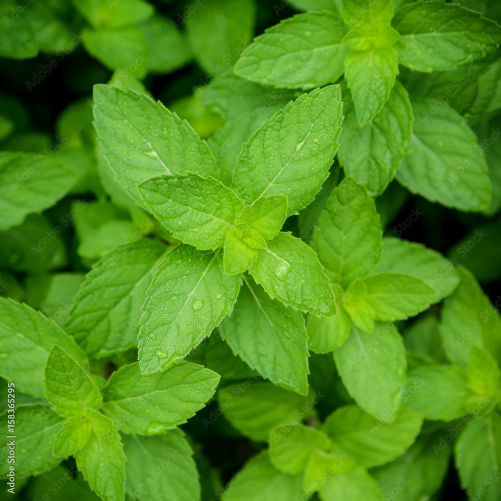 Closeup fresh growing peppermint leaves at vegetable garden with water drop . Green leaves and natural background . Peppermint with selective focus shallow depth of field . Closeup fresh growing peppermint leaves at vegetable garden with water drop . Green leaves and natural background . Peppermint with selective focus shallow depth of field .