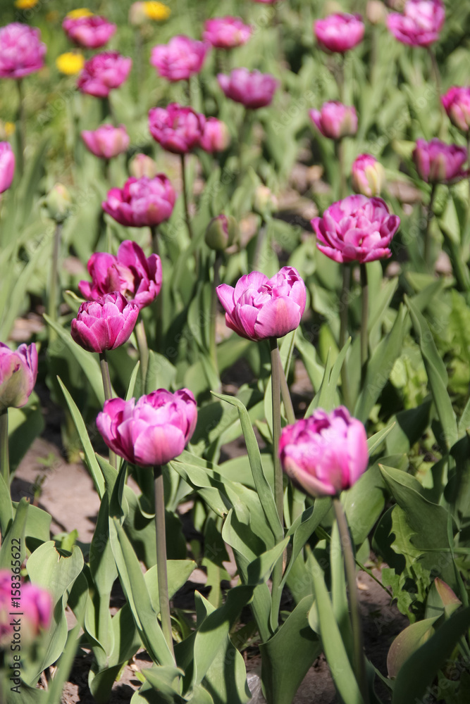 Purple tulips