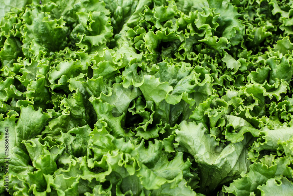 Fresh lettuce Fresh lettuce