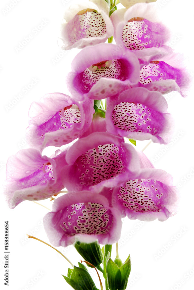 Fototapeta premium contre jour fleur