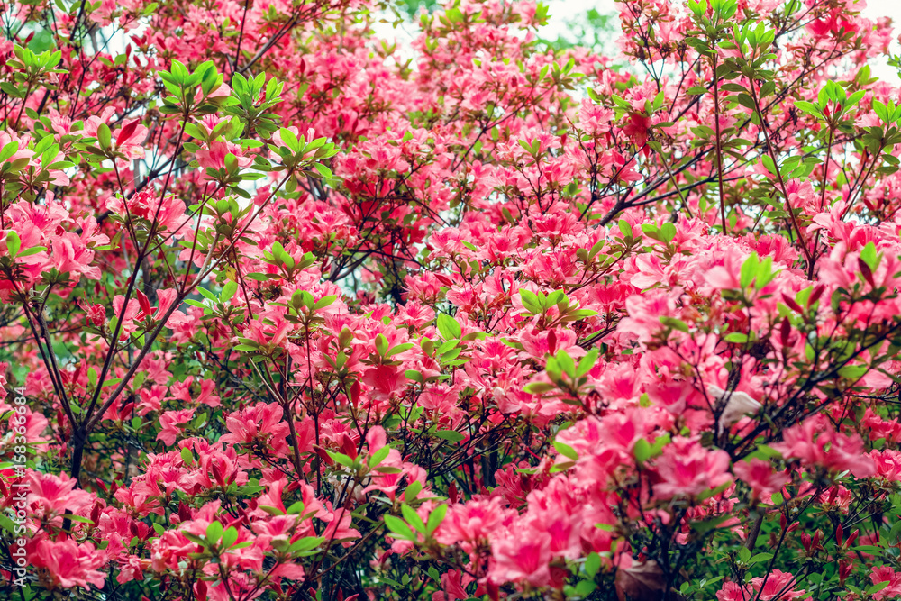 Spring flowers in Isabella Plantation, Richmond Park in London Spring flowers in Isabella Plantation, Richmond Park in London