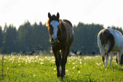 Fototapeta Naklejka Na Ścianę i Meble -  hey babe, a flower for you, cute young horse wolking over the blooming pasture with a dandelion in it´s mouth