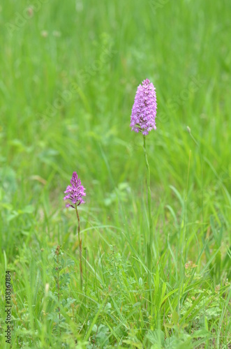 Orchis pyramidal (Anacamptis pyramidalis)
