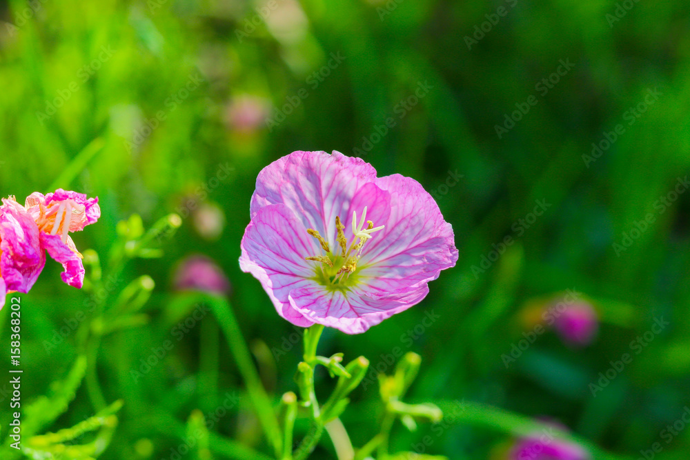 Fototapeta premium Flower