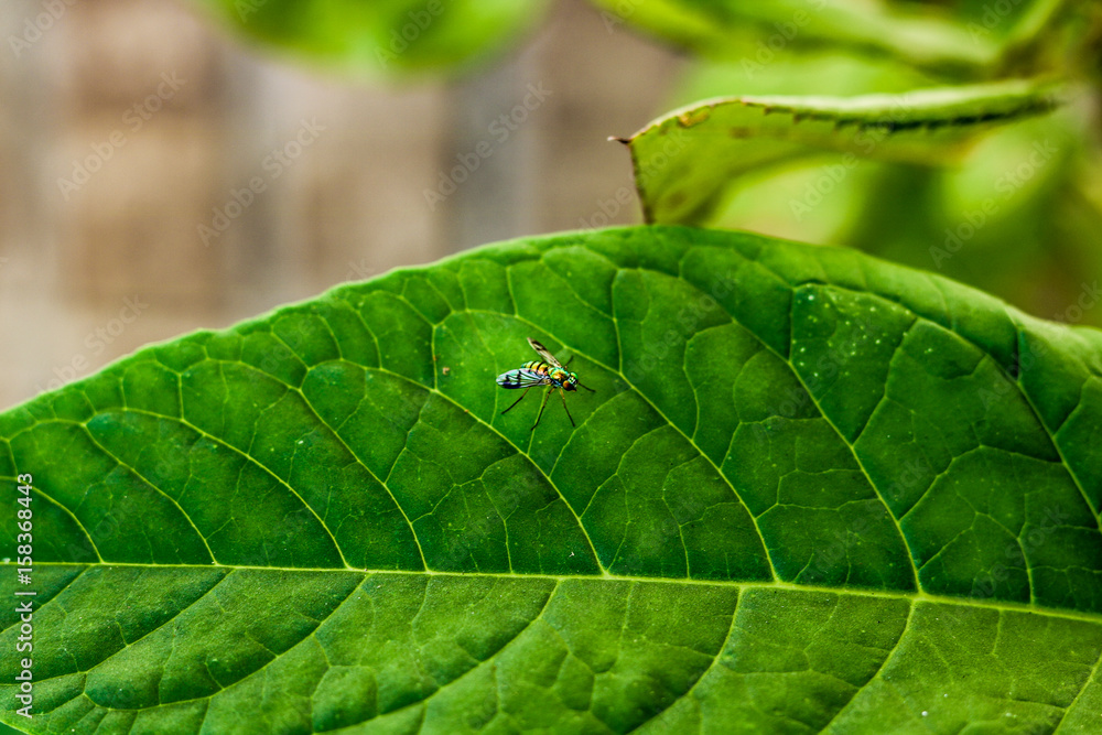 Little Bug Little Bug