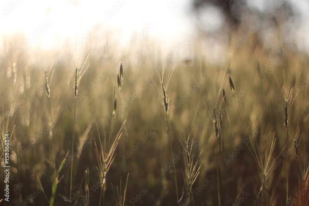 Obraz premium Golden field