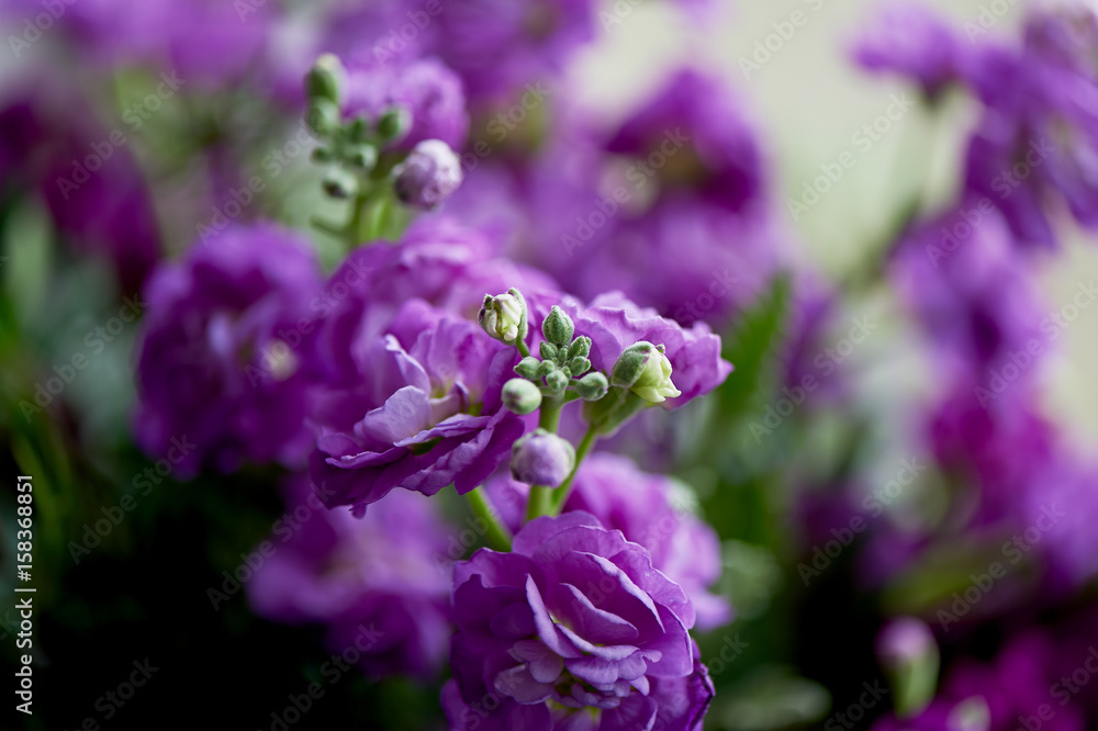 A bouquet of purple Mattioli, packaged in purple paper. On a white background.Floral A bouquet of purple Mattioli, packaged in purple paper. On a white background.Floral