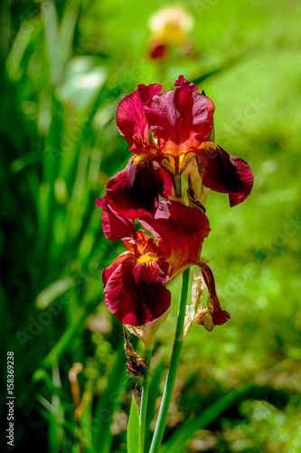 Fototapeta Naklejka Na Ścianę i Meble -  Colorful garden flower. Bright flowering iris and sunny garden