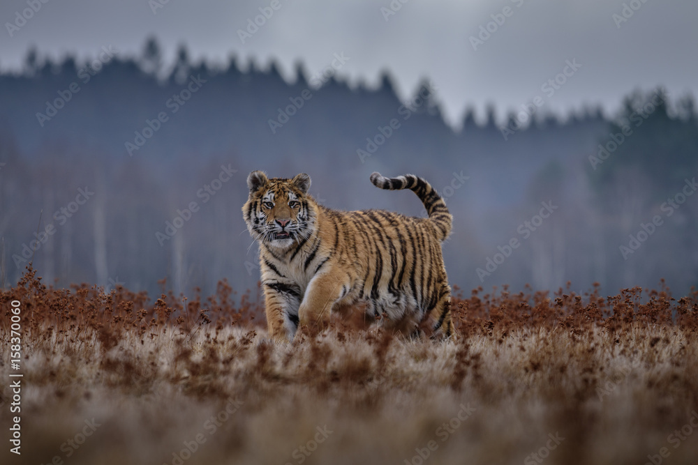 Fototapeta premium tiger, siberian tiger (Ursus maritimus),