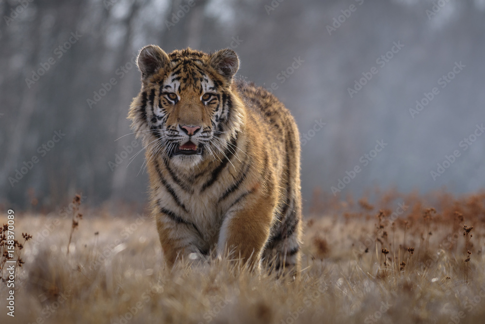 Naklejka premium tiger, siberian tiger (Ursus maritimus),