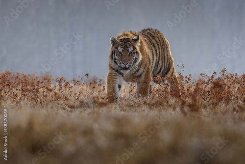 tiger, siberian tiger (Ursus maritimus), © vaclav