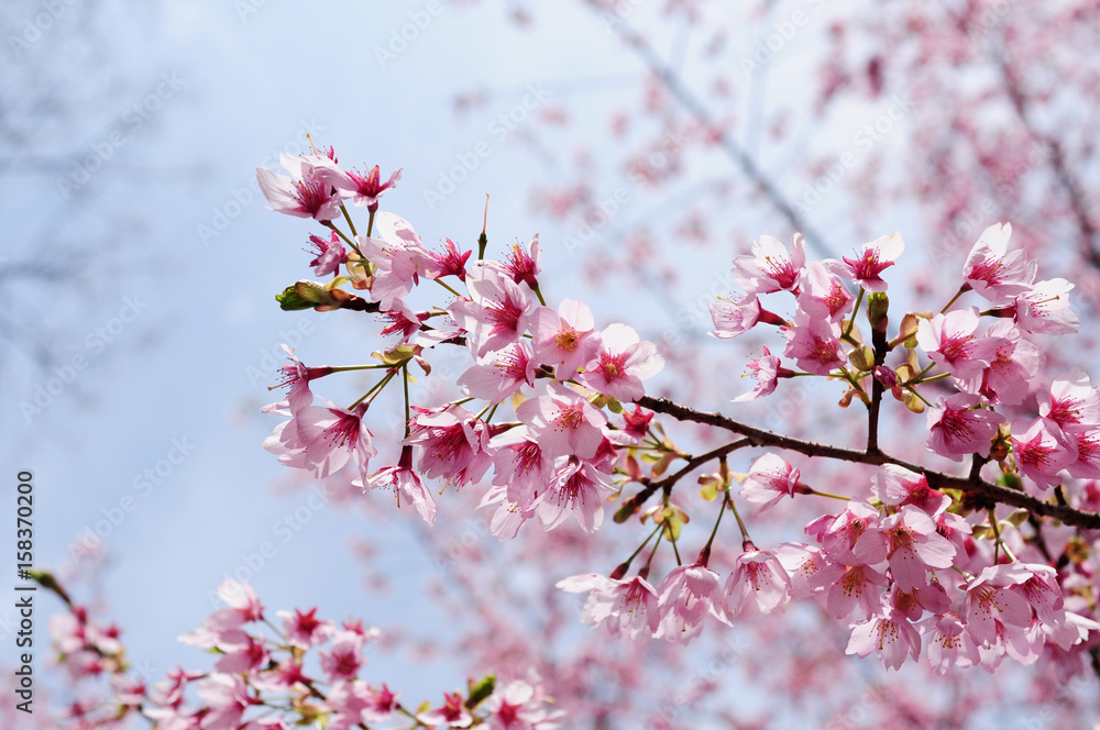 Pink cherry blossoms and sky