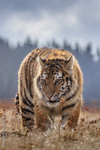tiger, siberian tiger (Ursus maritimus), © vaclav