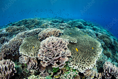 Fragile Corals in Lesser Sunda Islands