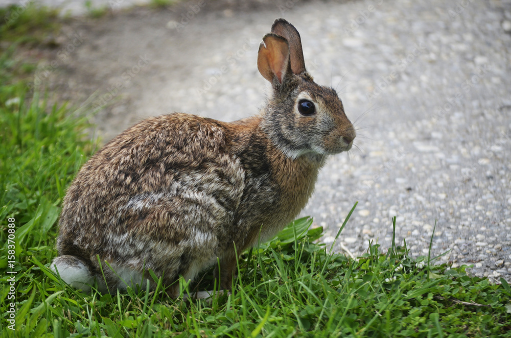 Fototapeta premium Wild Rabbit in Grass