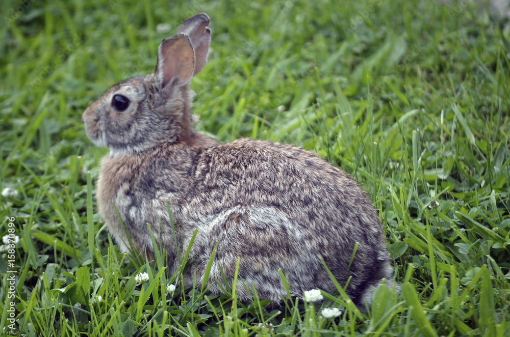 Fototapeta premium Wild Rabbit in Grass