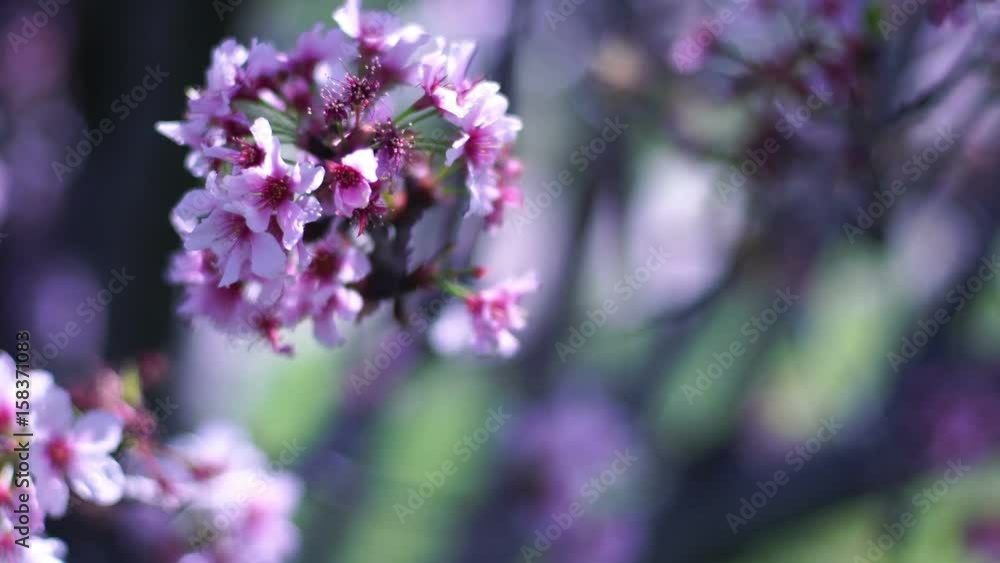 Cherry Blossom Dolly and Pan Soft Focus Sunlight Cherry Blossom Dolly and Pan Soft Focus Sunlight