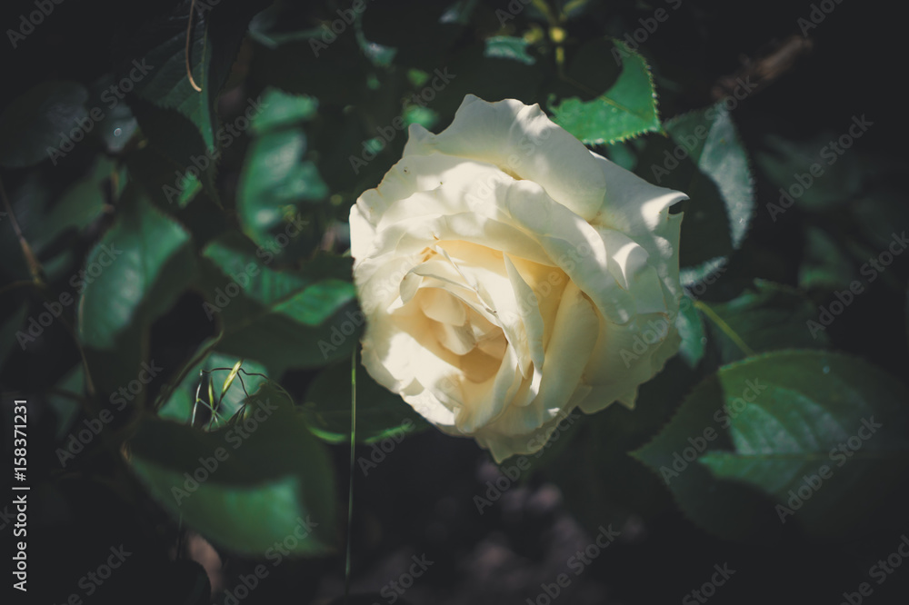 Morning rose garden. White English rose and morning sun rays