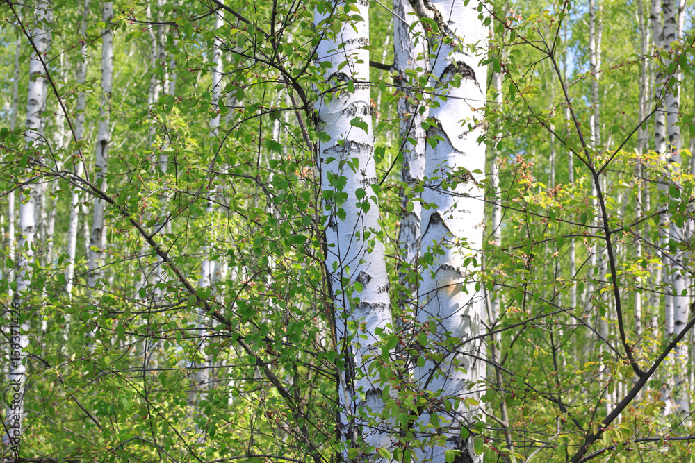 Fototapeta premium Beautiful summer landscape with birches in forest