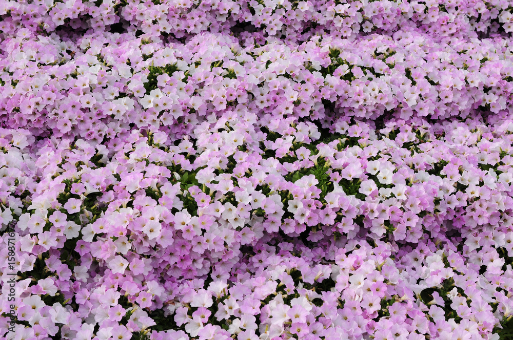 Carpet of white and purple flowers