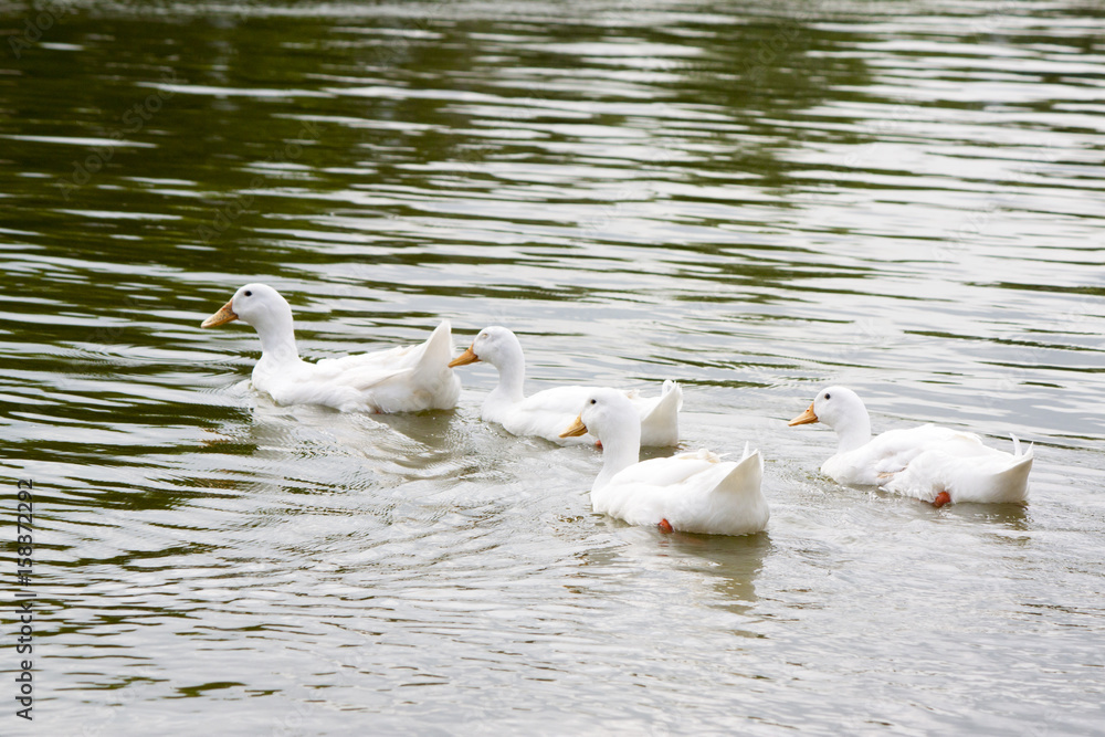 Duck swimming on water with family. 