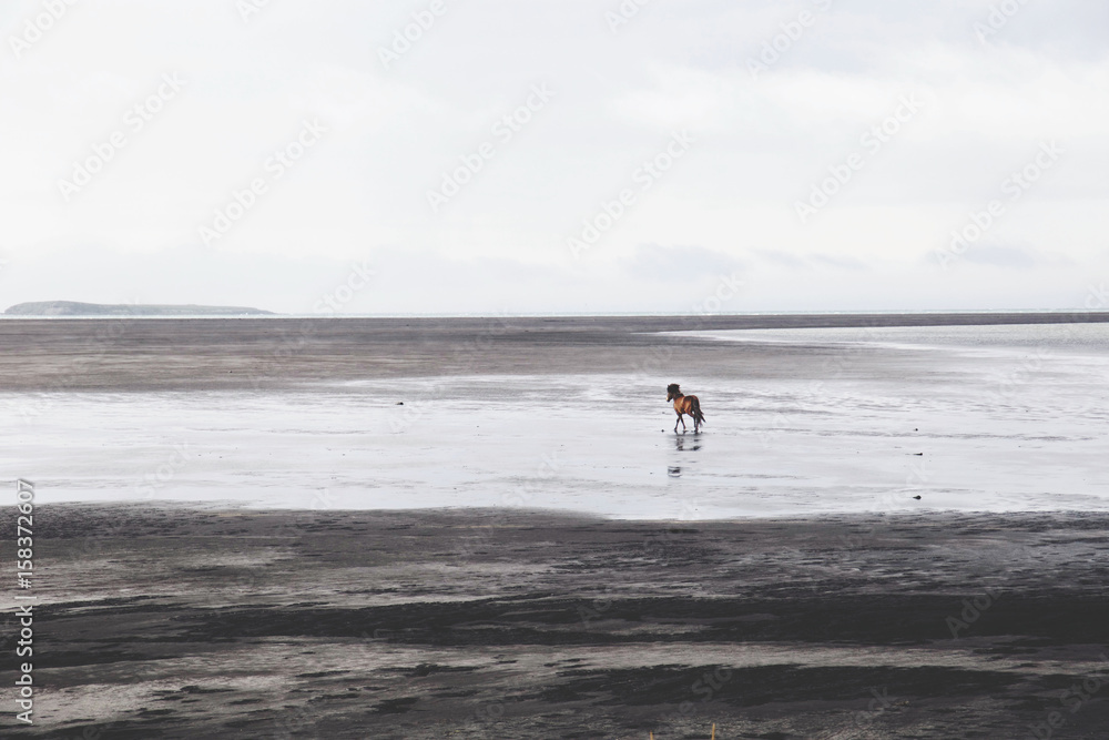 Icelandic Horse on the Mudflats, iceland
