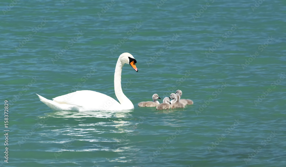 Swan family at Lake Balaton, Hungary Swan family at Lake Balaton, Hungary