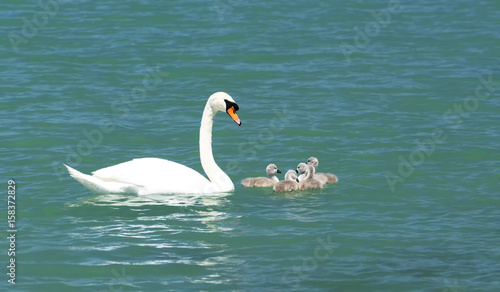 Fototapeta Naklejka Na Ścianę i Meble -  Swan family at Lake Balaton, Hungary