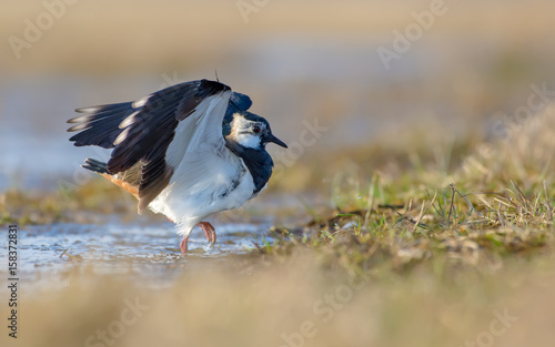 Schilderij op canvas Northern lapwing walks out of water with lifted wings