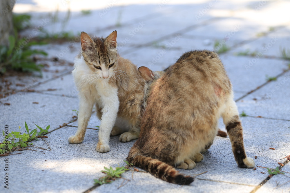 Fototapeta premium サバ虎柄の猫
